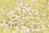 Lemon-Yellow Ettringite Crystal Cluster - South Africa #212775-2